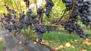 Виноград Амурский прорыв Один.