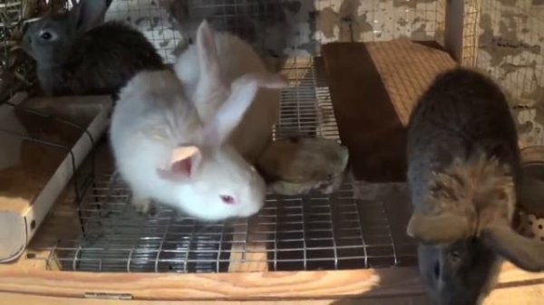 Отсадка крольчат, как и когда отсаживать крольчат от мамы