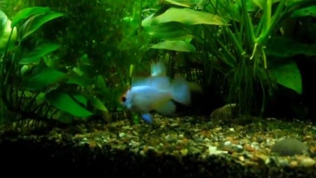 Mikrogeophagus ramirezi Electric Blue смотреть онлайн