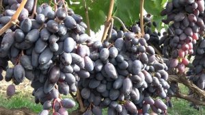 Виноград Байконур