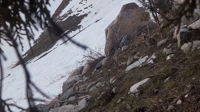 Кабк Шикор 2021.04.18 смотреть онлайн