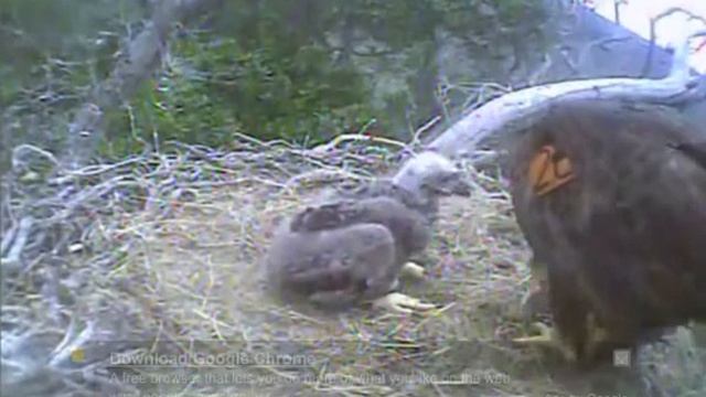 PH Eagles Morning Feeding 5 12 2012 смотреть онлайн