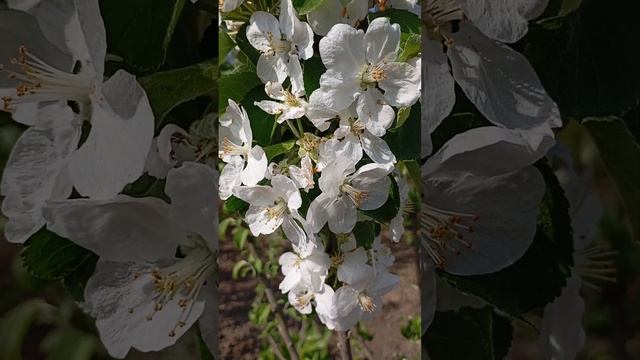Один раз в год сады цветут... моя яблонька зацвела первый раз