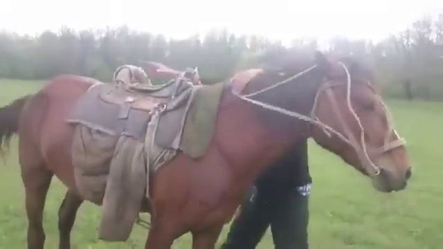 Диалог о лошадях смотреть онлайн