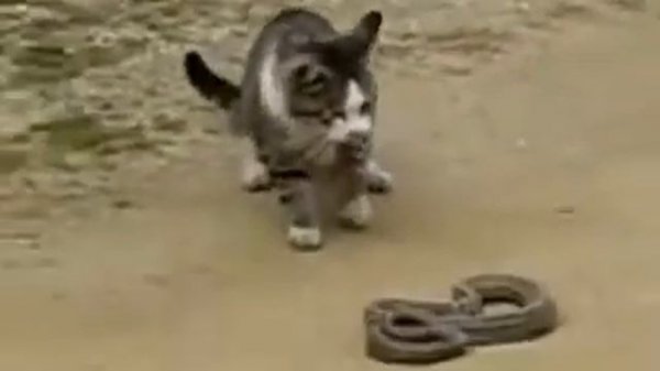 Кошка против змеи.flv