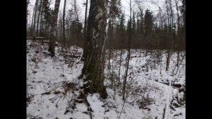 Охота. Охота на лося с лайкой .Тропление лося по снегу