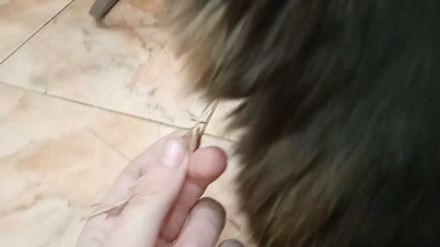 кошка перестала есть сено смотреть онлайн