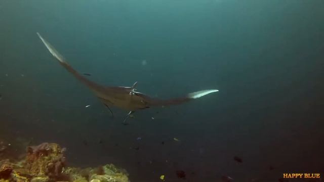 The 10 Best Manta Ray Podcasts of 2021 смотреть онлайн