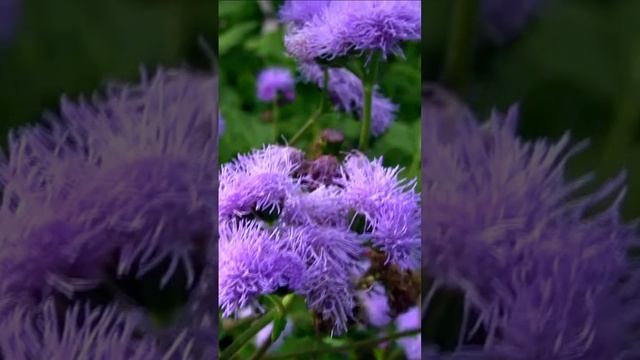 Агератум. Дмитрий Шлапак смотреть онлайн