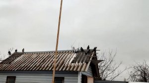 Николаевские голуби - обзор