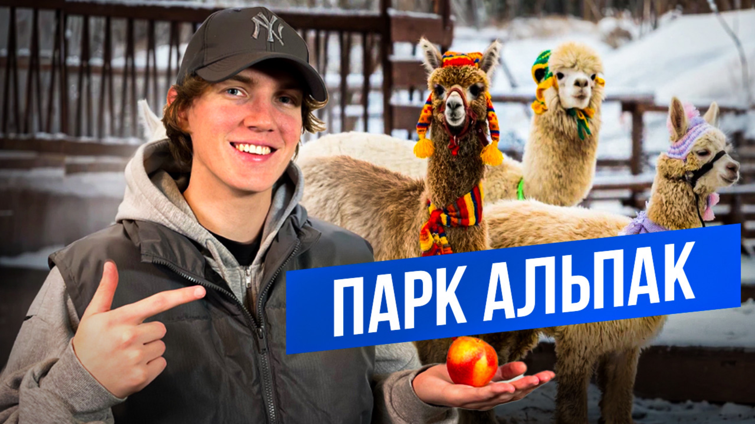 ПАРК ОСТРОВСКОГО - ФЕРМА АЛЬПАК | незабываемый день с альпаками в Ростове-на-Дону смотреть онлайн