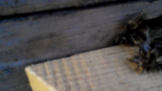 Секреты пчеловодов, выкучивание пчёл, перегрев гнезда .. смотреть онлайн