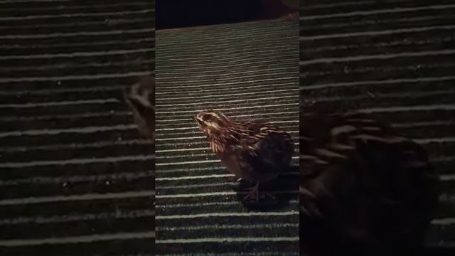 Bedana Sayrashi Wachtel Quail Toshkent Perepelka Batair Sound