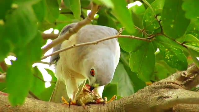 Sparrowhawk Bird prey || Birds videos смотреть онлайн