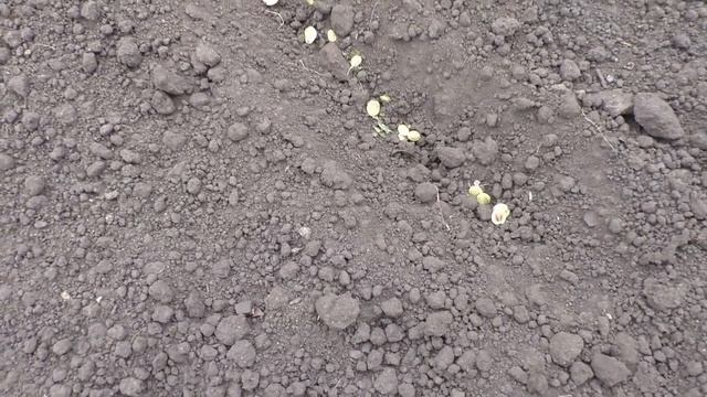 Вкусный Огород