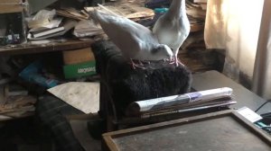 Голуби от 30. 12. 2022