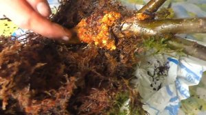 Результат с воздушными отводками яблонь