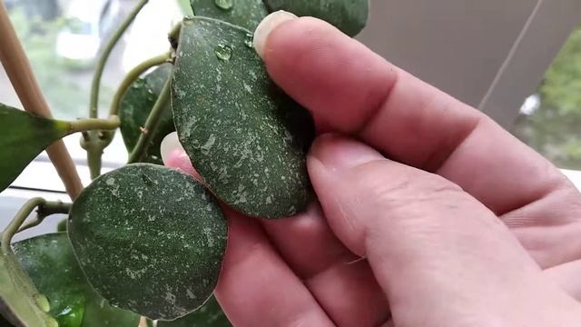 Hoya Waymaniae Splash смотреть онлайн