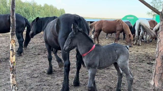 Молодой жеребец в табуне смотреть онлайн