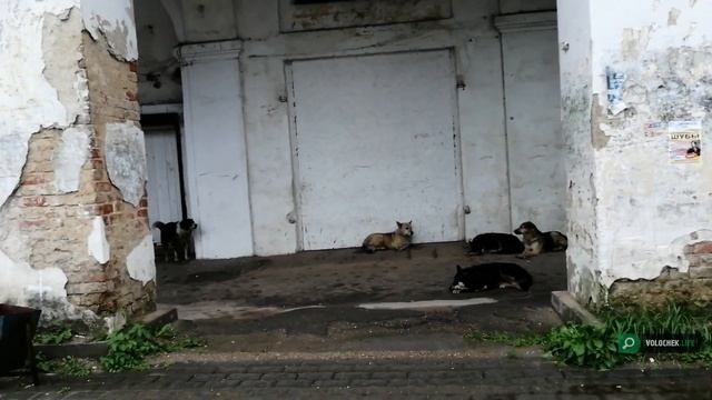 В центре Вышнего Волочка разгуливает агрессивная собачья свадьба смотреть онлайн