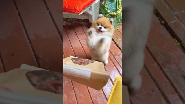 Лакомства от Pet Diet очень нравятся пушистым гурманам! смотреть онлайн
