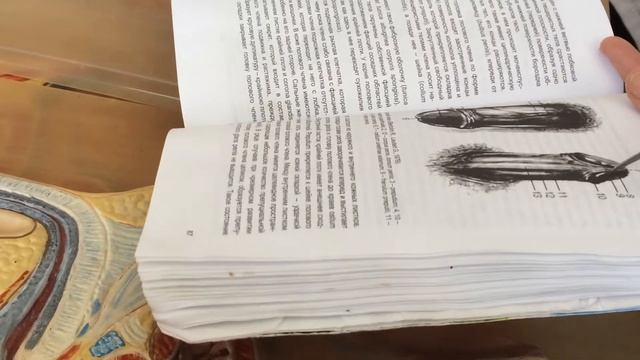 Половая система(3) смотреть онлайн