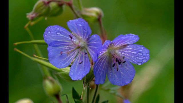 Спикерская Ирины. С онлайн Конвенции АП 08-09.08.2020. Тема: 