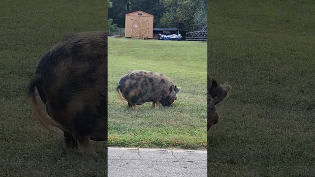 ВО ЭТО ХРЮШКА, ВОТ ЭТО ДА!!! А СКОЛЬКО ШАШЛЫКА..... смотреть онлайн