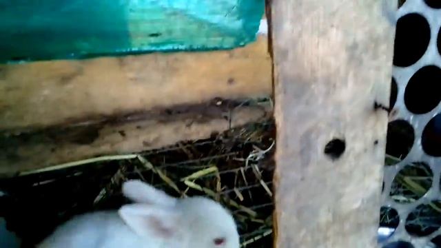 крольчата, утки,куры,гуси. смотреть онлайн