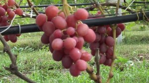 Виноград Снежок