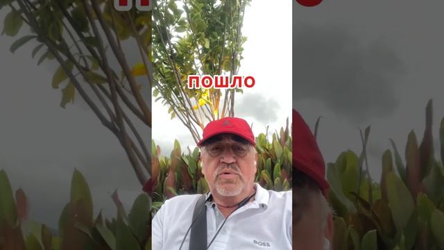 Смотри, какой трюк! смотреть онлайн