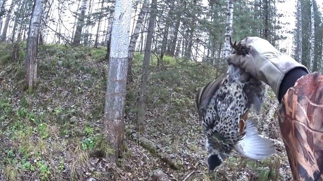 Охота на боровую дичь. Успешный выход в поле. Уход за глазами охотничьей собаки.