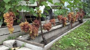 Виноград Велес кишмиш 2024 г.  +/-  25 кг. Кусту 10 лет.