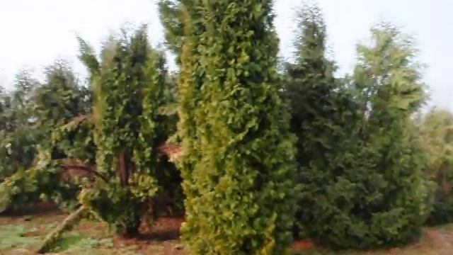 XXX Buy Trees Direct 18910 18901 video смотреть онлайн
