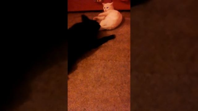 Собака издевается над котом смотреть онлайн
