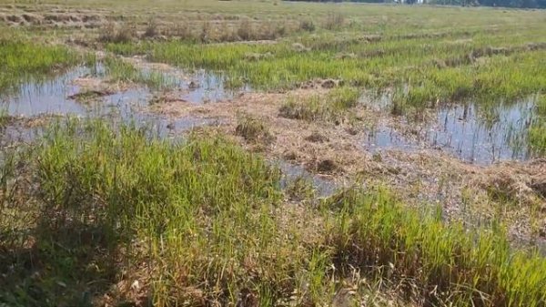 Рыбалка по тайски )) или как выловить рыбу в иле . Unusual Fishing , Thailand