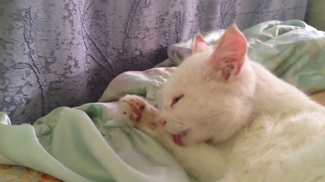 Мой кот, кошка умывается. смотреть онлайн