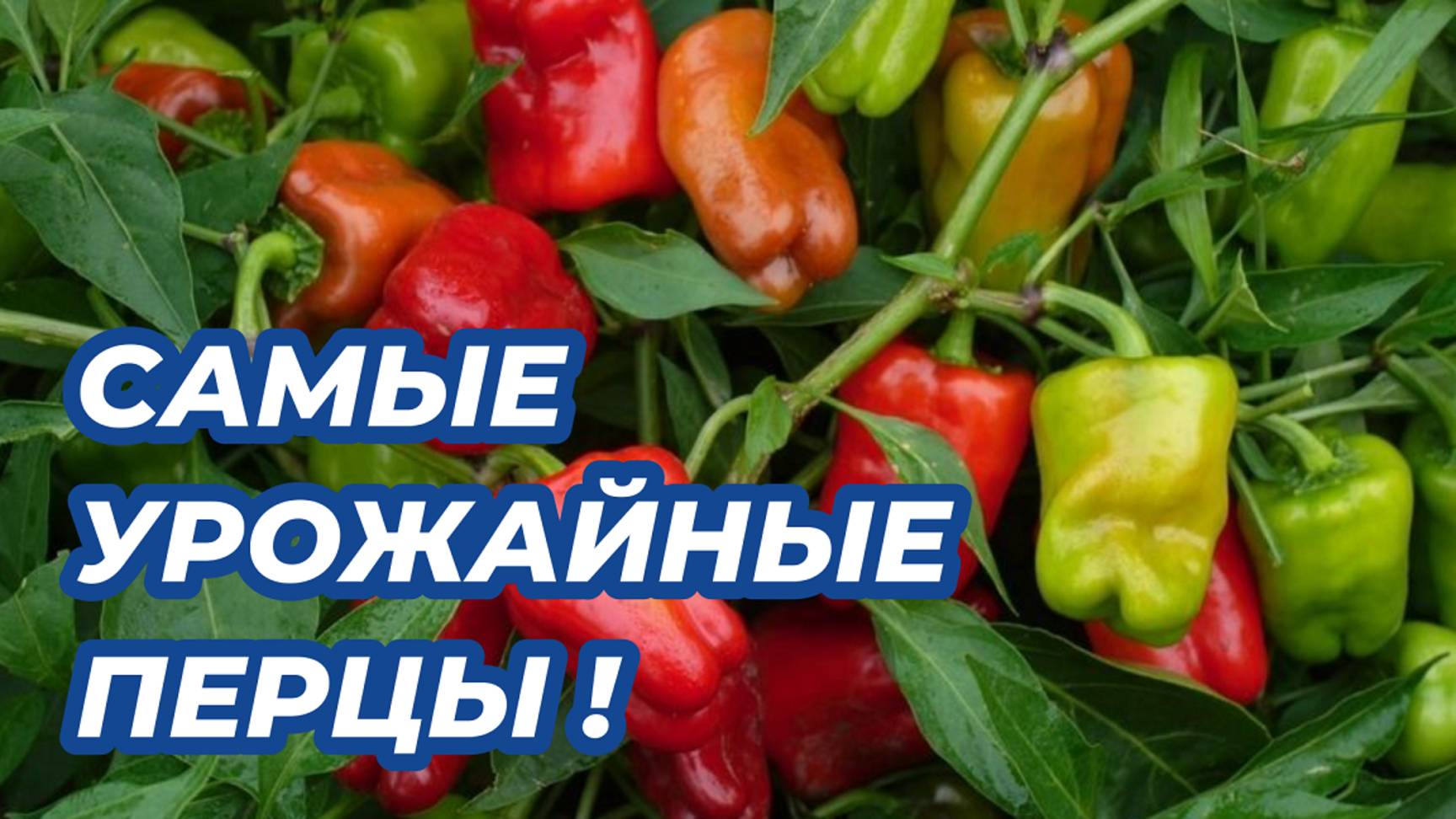 ПЕРЕЦ ЗАВАЛИТ УРОЖАЕМ если посадите эти сорта! Самые урожайные сорта перца, которые стоит посадить смотреть онлайн