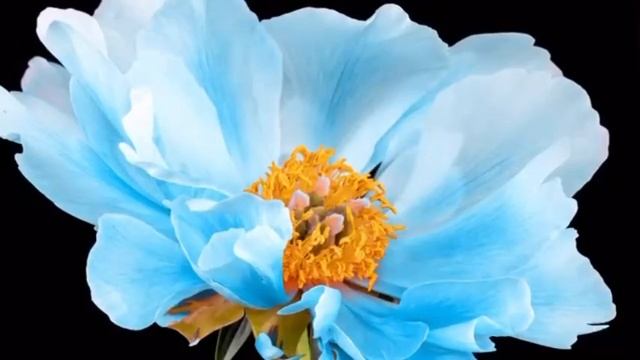 Голос смотреть онлайн