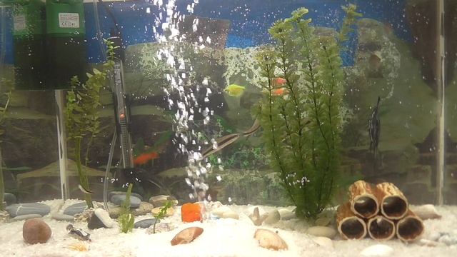 Запустили новый аквариум, новые аквариумные рыбки смотреть онлайн