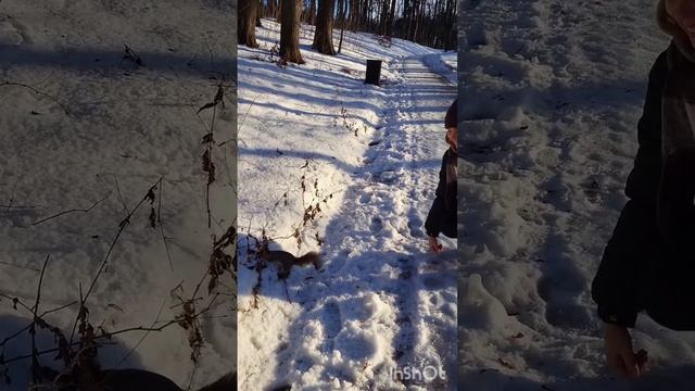 Милота🐿️🐿️🐿️ #милыеживотные смотреть онлайн