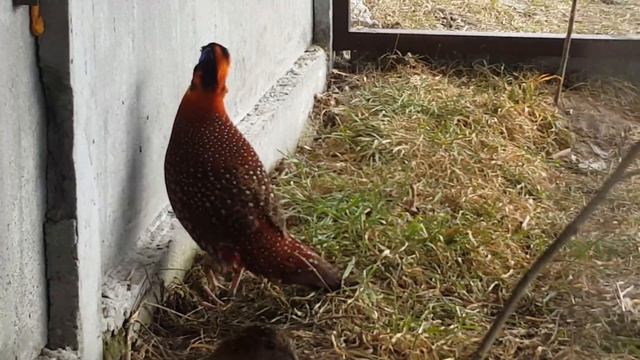 Трагопан Темминка  Temminck's Tragopan (Tragopan Temminckii)