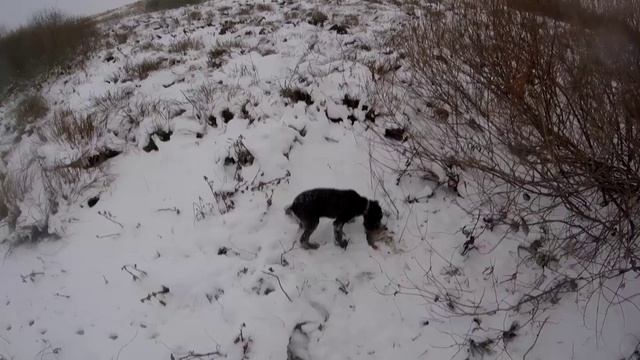 Охота на куропаток в метель.