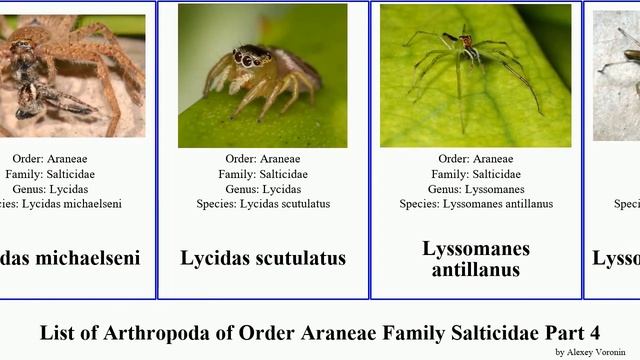 List of Arthropoda of Order Araneae Family Salticidae Part 4. maratus marpissa jotus menemerus yui смотреть онлайн