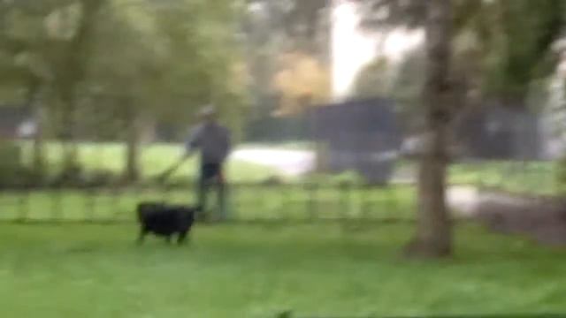 собака с палкой против забора смотреть онлайн