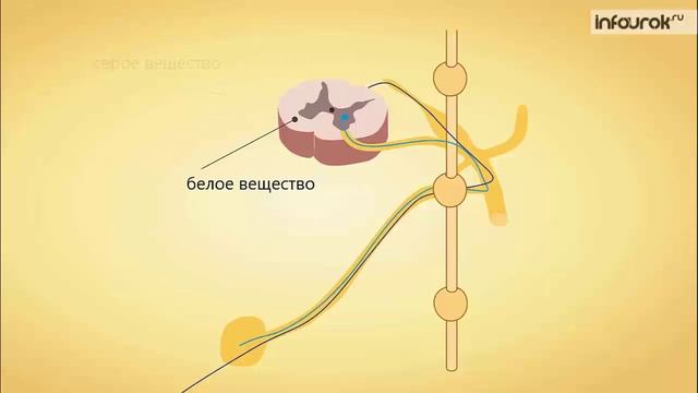 44. Строение нервной системы и её значение смотреть онлайн