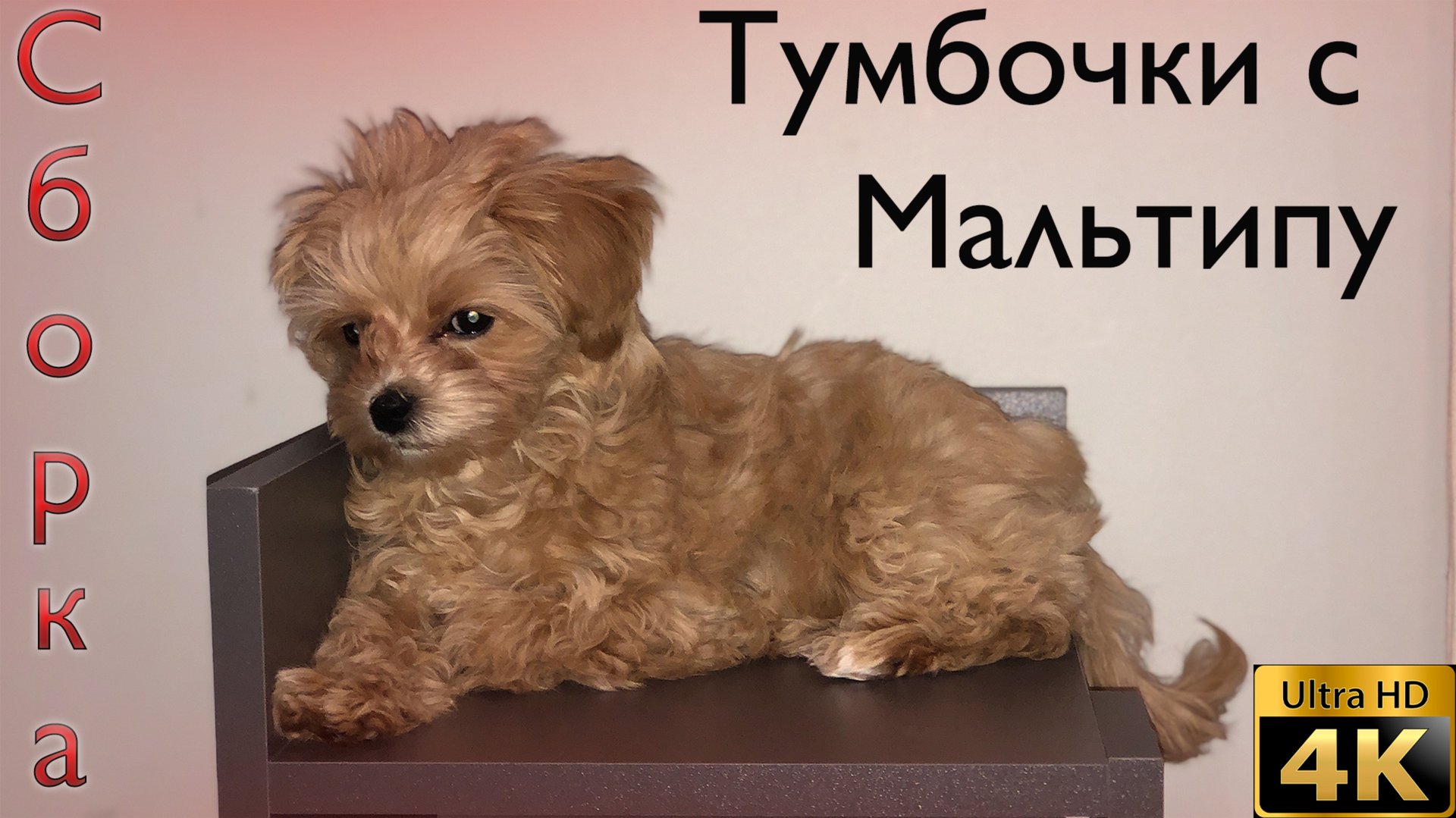 Как собрать Тумбочку за 200 рублей с пограничным псом Мальтипу за 18 минут? смотреть онлайн