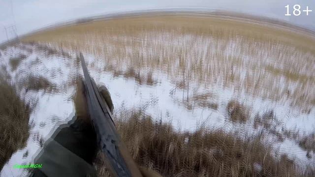 Охота на куропаток -загоннная.))