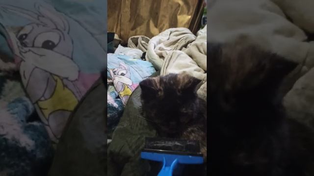 19 марта 🦋 Брошенный котёнок 💔 Стерилизованная кошка в 10 лет смотреть онлайн