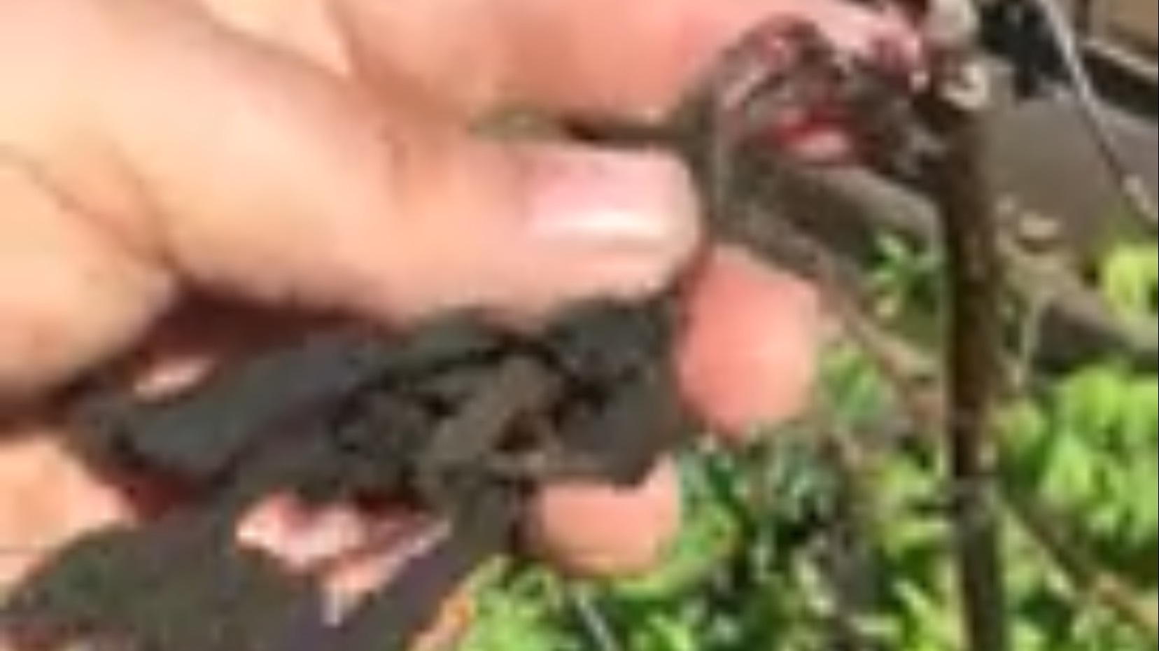 Ужаснулся от увиденного ущерба причиненноговозвратными заморозками. 4 Мая 2024 год. смотреть онлайн